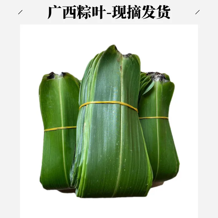 每天现摘发货广西天然新鲜粽叶包粽子专用芒叶