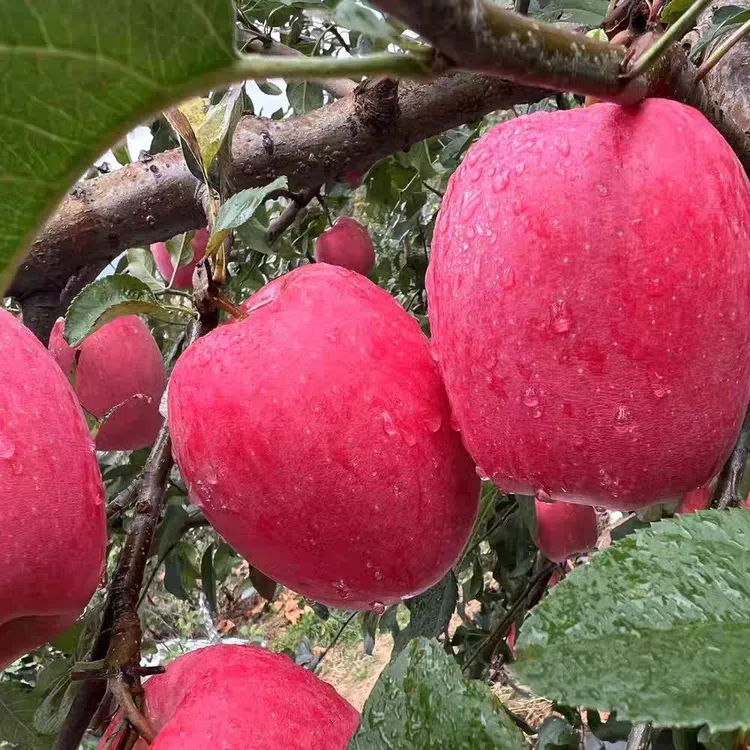 艾固元高山瑞香红苹果(苹果中的爱马仕)绿色种植生态农场