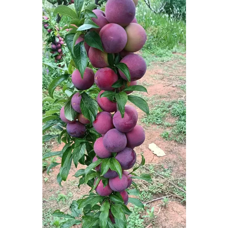 带果李子树一物一拍，一物一拍，花园庭院种植