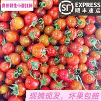 【顺丰包邮】贵州农家老品种野生小西红柿小番茄酸汤原料小番茄