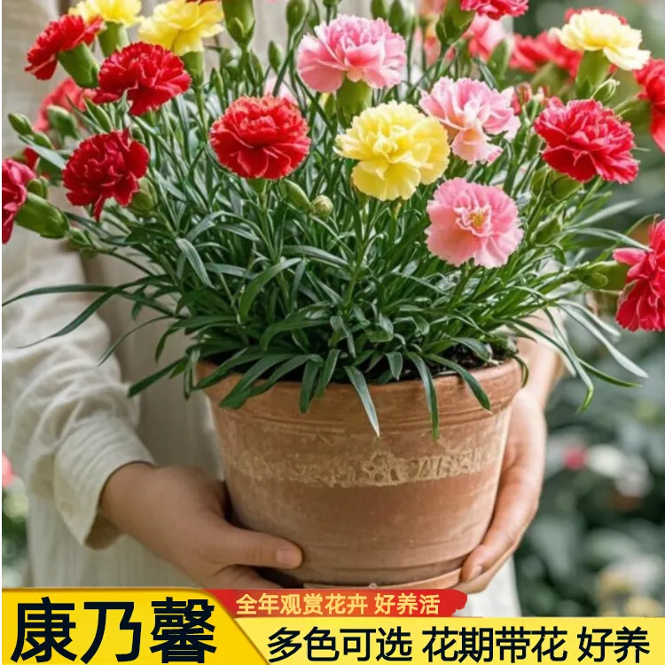 康乃馨盆栽栽好发花苗混色多头康乃馨好养四季开花阳台花卉绿植