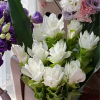 【一品花集】【白色】姜荷花