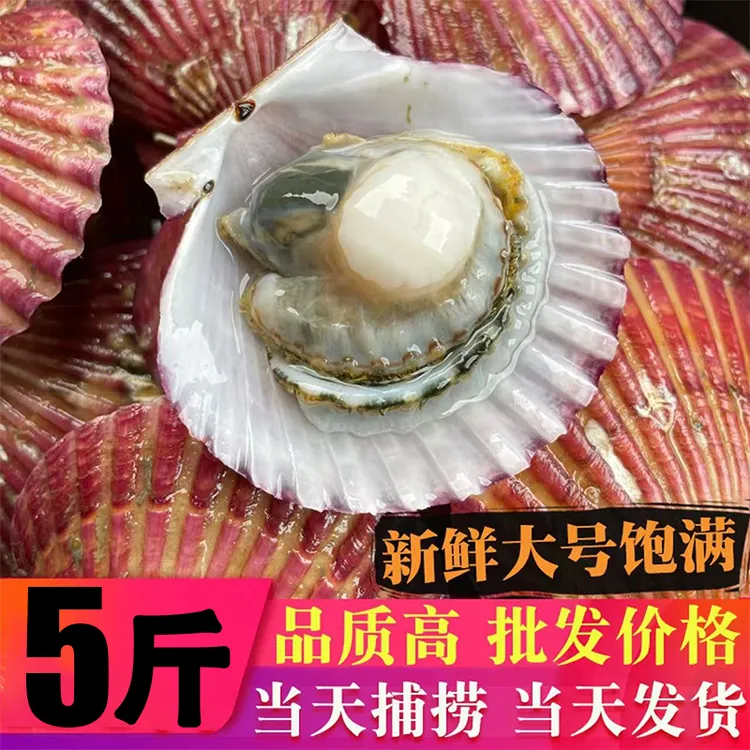 产地直发鲜活小红贝扇贝鲜甜肥美现捞现发保鲜保肥