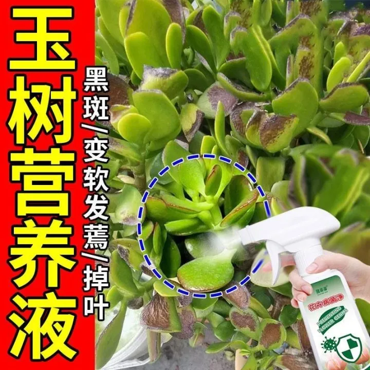 玉树专用营养液黑斑病防黄叶病软叶病根腐病玉树盆栽通用液体肥料