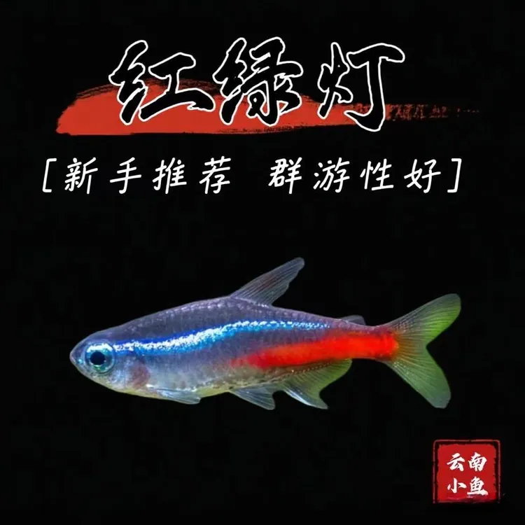 精品特大红绿灯热带观赏鱼淡水小型灯科群游鱼适合新手鱼友饲养