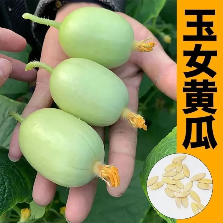玉女黄瓜籽种子正品迷你小黄瓜籽生吃脆甜四季阳台农家蔬菜种子