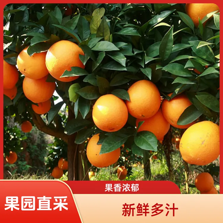 云南昭通永善正宗云南昭通脐橙皮薄肉厚鲜嫩多汁果园直发新鲜水果