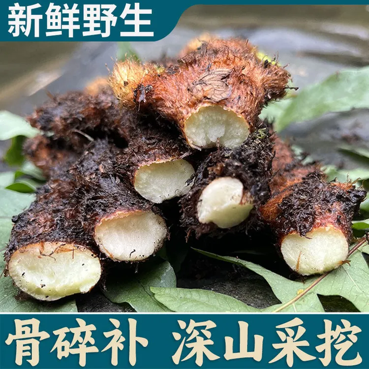 现采骨碎补新鲜毛姜爬岩姜接骨猴姜肉碎补包邮煲汤泡酒包邮