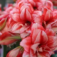 坤哥专属 南非进口朱顶红盆栽 Amaryllis 好活好养