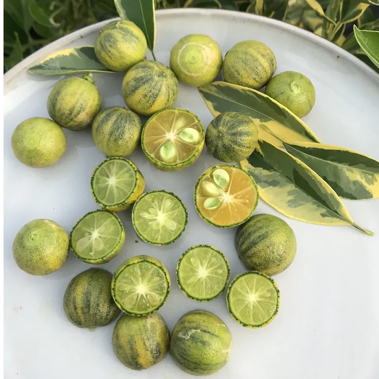 虹越 | 带果柠檬果苗 花叶小青柠“奶茶” 南方北方种植果树苗盆栽