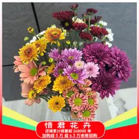 【混色七彩小菊】云南鲜花基地家用鲜花直播间直播鲜切花两单送草