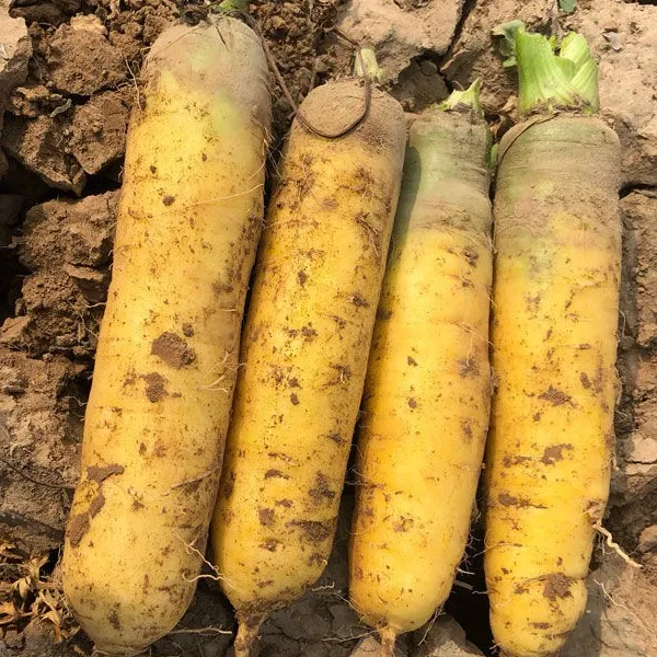 新鲜黄胡萝卜营养丰富健康蔬菜手抓饭配料带泥发货