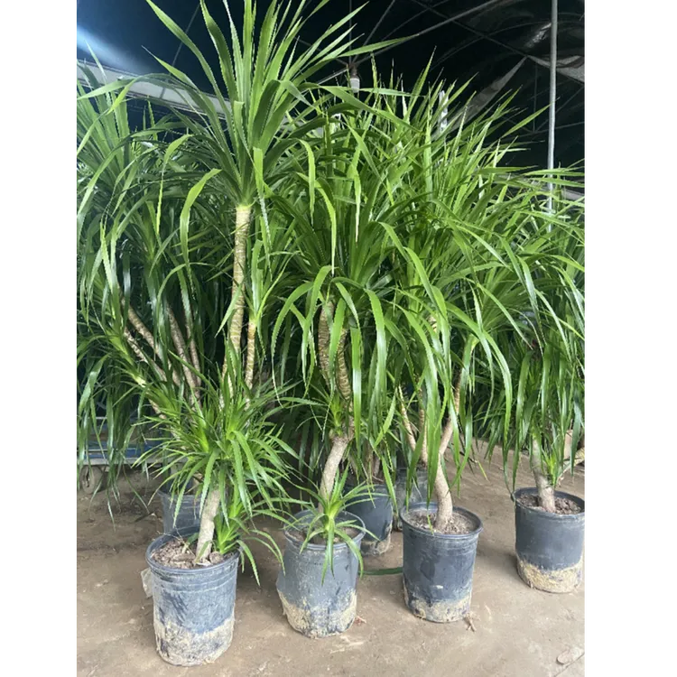 1.4-1.7小多头龙血树盆栽龙须树办公室客厅高杆网红植物室内绿植