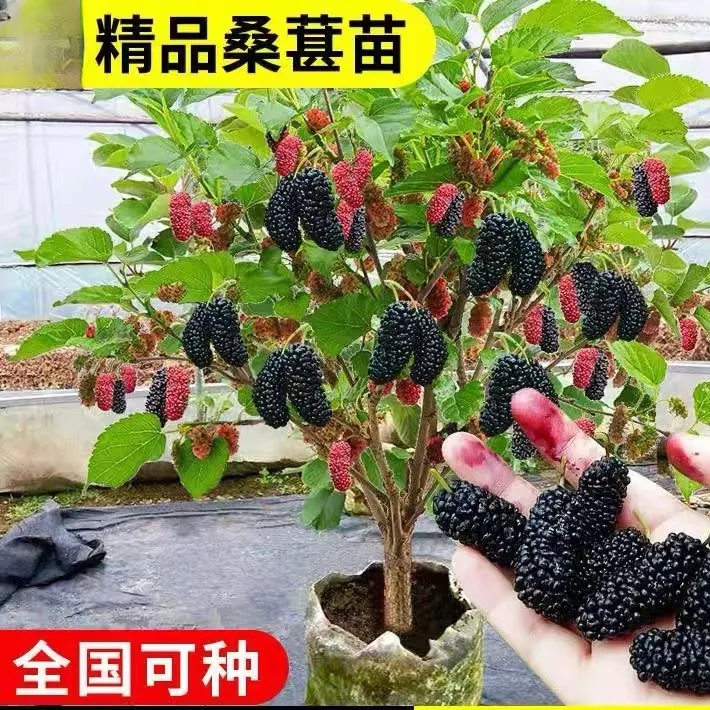 桑葚树苗果树果苗嫁接庭院地栽南北方种植桑树当年结果长果无籽