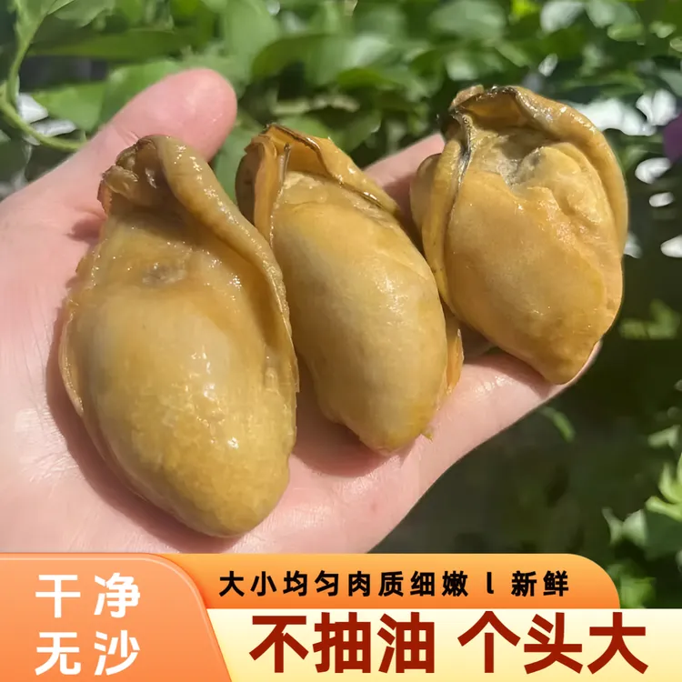 广东台山金蚝干 饱满肥厚七成半干250g-500g 不抽油 香煎 炒菜 焖