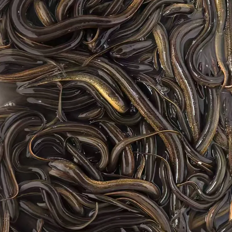 野生黄鳝活体鳝鱼长鱼原生态新鲜农民现抓现发包邮包活鲜活水产