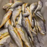 东海拖风船捕新鲜野生黄鱼黄花鱼顺丰冷链发货