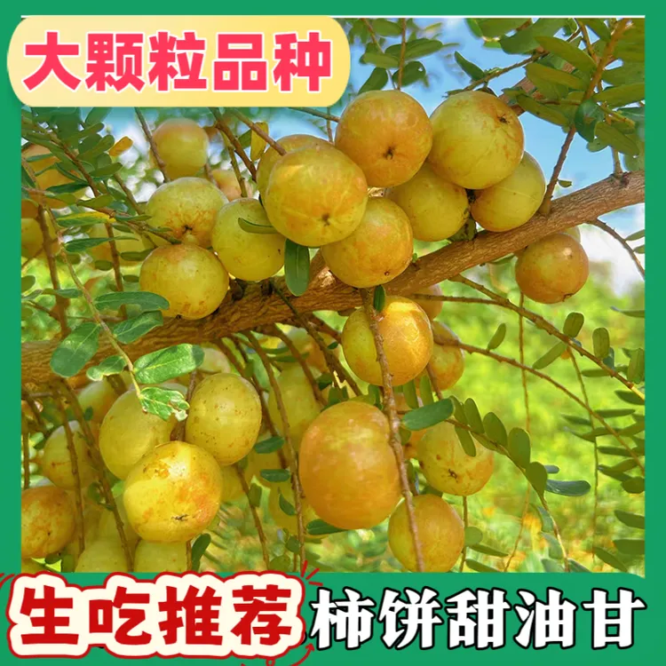 潮汕柿饼甜油甘生吃推荐油甘果入口回甘生吃推荐