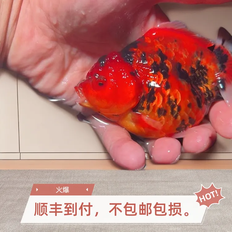 精品兰寿和精品短尾狮