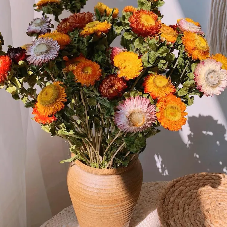 麦杆菊鲜切花（可做干花）花期超长/夏季必备小众花材