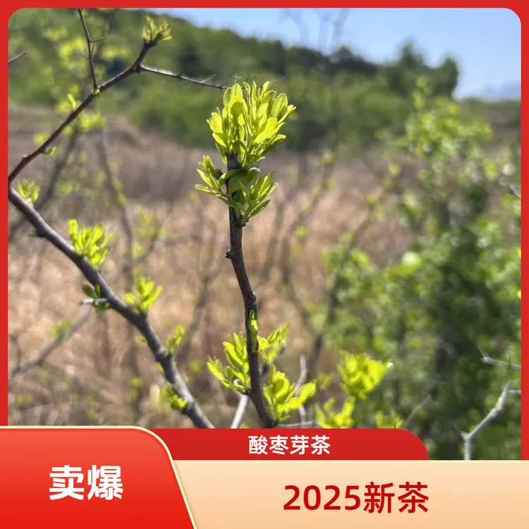 酸枣芽茶2025年新茶每袋250克酸枣芽茶