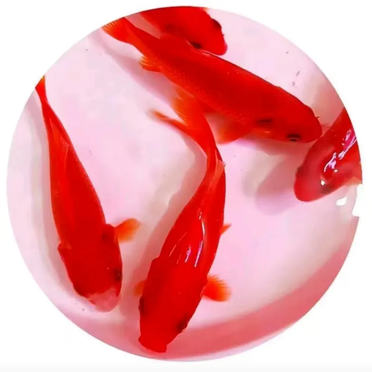 红色冷水鹦鹉鱼金鱼观赏鱼好养耐活淡水耐寒冷