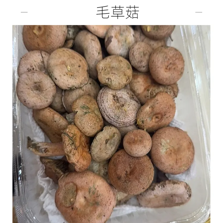 精选毛草菇（铜绿菌）