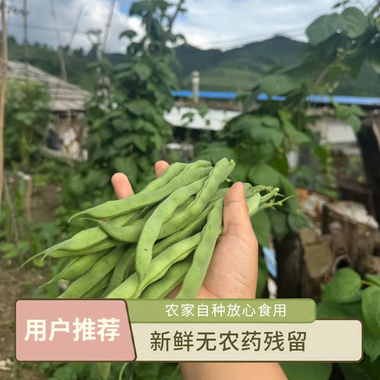 贵州农家自种新鲜四季豆