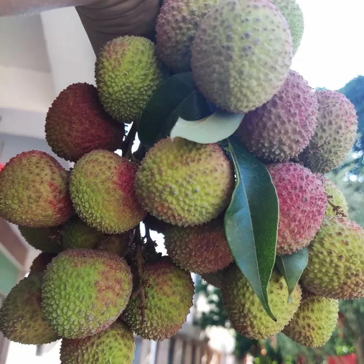 妃子笑荔枝尝鲜装5斤装，顺丰水果冷链|核小肉厚清甜微酸