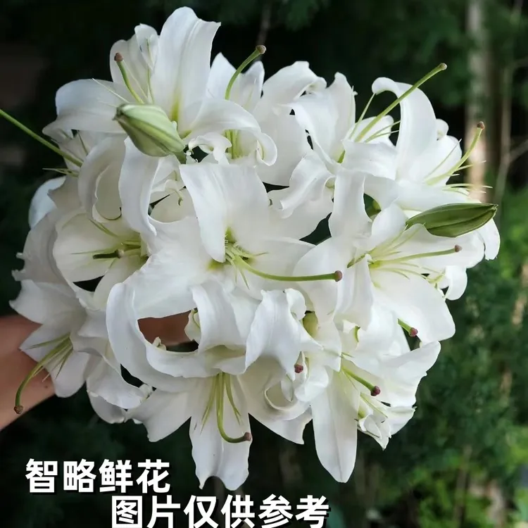 智略鲜花季卡来袭!1 张卡 hold 住 3 个月仪式感,鲜花开箱不重样商品图