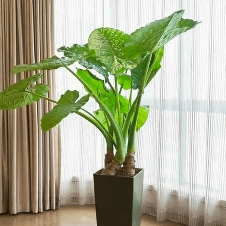 大叶盆栽净化空气客厅盆景滴水观音四季绿色大型绿植吸醛老桩