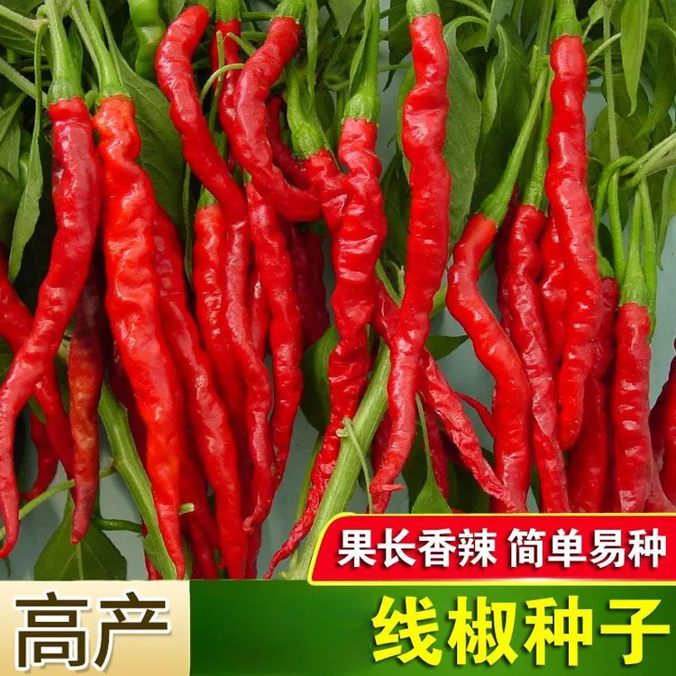【线椒种子】香辣长线椒青红两用高产香辣型阳台盆栽菜园蔬菜种子商品图