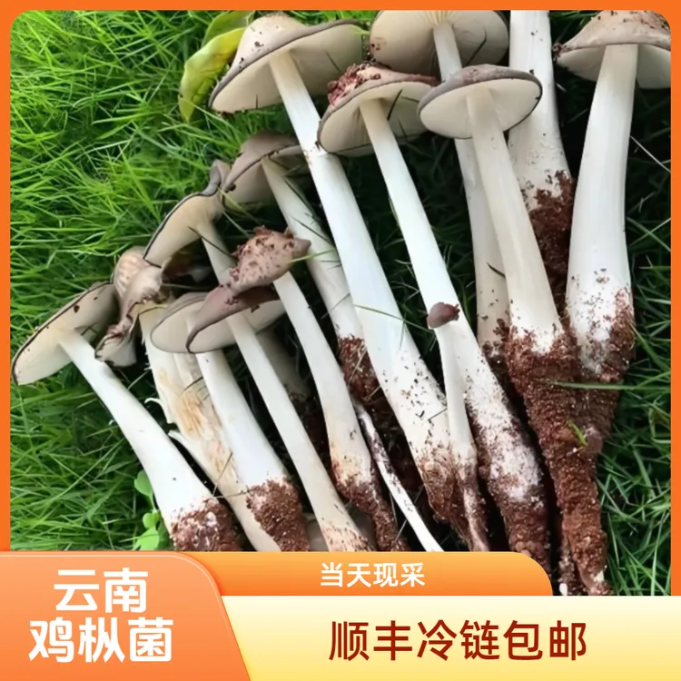 云南鸡枞露水鸡枞菌顺丰包邮冷链云南当季新鲜煲汤炒