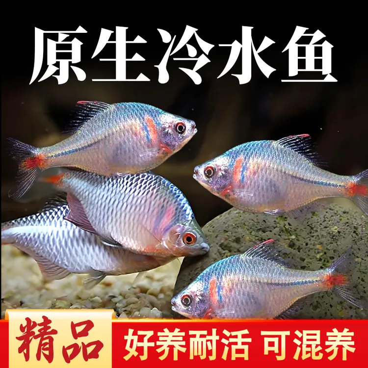 观赏鱼冷水鱼鳑鲏鱼 旁皮鱼原生鱼七彩高体旁皮活体小型淡水鱼活