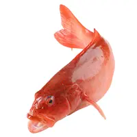 鲜活东星斑 500-600g/只