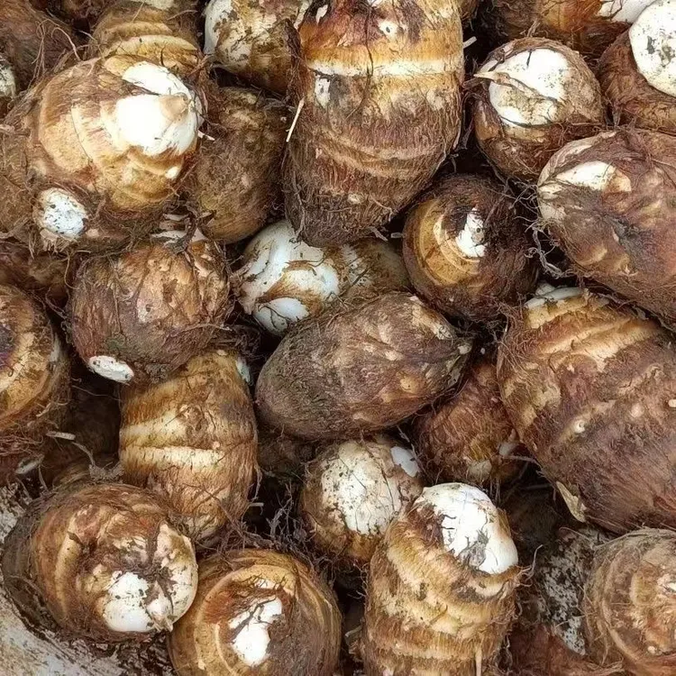 贵州农家露天种植芋头现挖发货新鲜香芋头当季蔬菜奶香芋头沙地粉