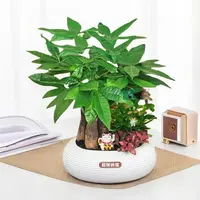 【发财树组合盆栽】绿植九里香（30~40CM）办公桌面盆栽好养常1