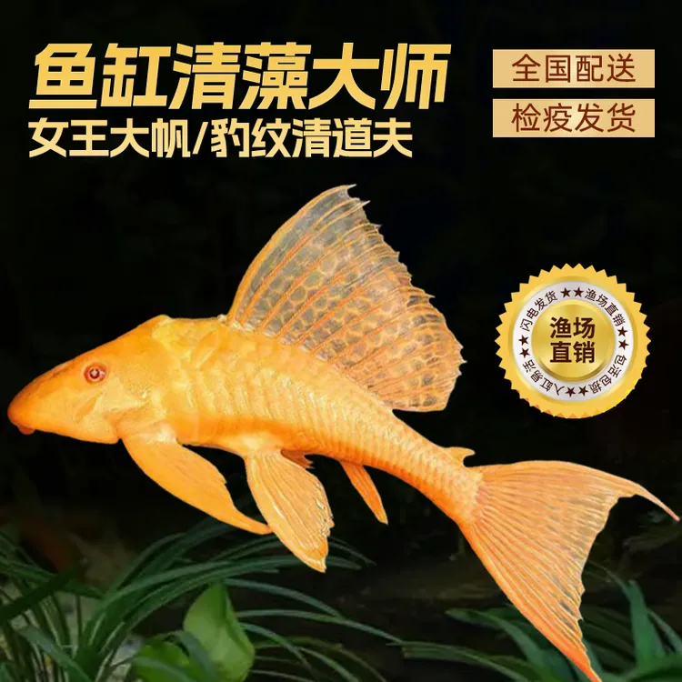 红眼大帆女王鱼豹纹夫鱼异形清道夫鱼热带观赏鱼清缸能手活体