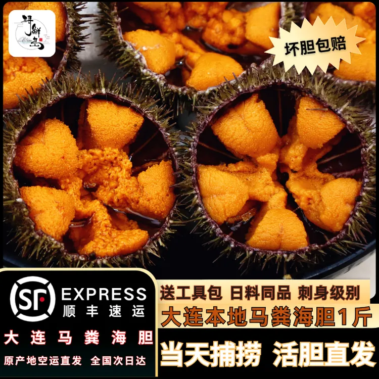 【小马胆】大连马粪海胆1斤（13只-15只）鲜活日料刺身新鲜海胆现捞A