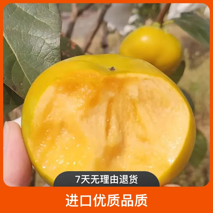 一物一拍脆甜视频狮子树柿子树奶瓶果树苗高树苗