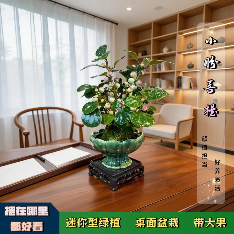 小盼菩提树禅意盆栽植物室内桌面四季客厅观叶办公室绿植好养盆景商品图