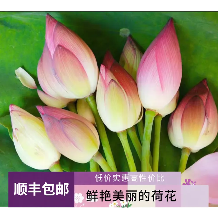微山湖马苗推荐新鲜莲花现采真鲜花供佛酒店办公装饰可食用荷花苞