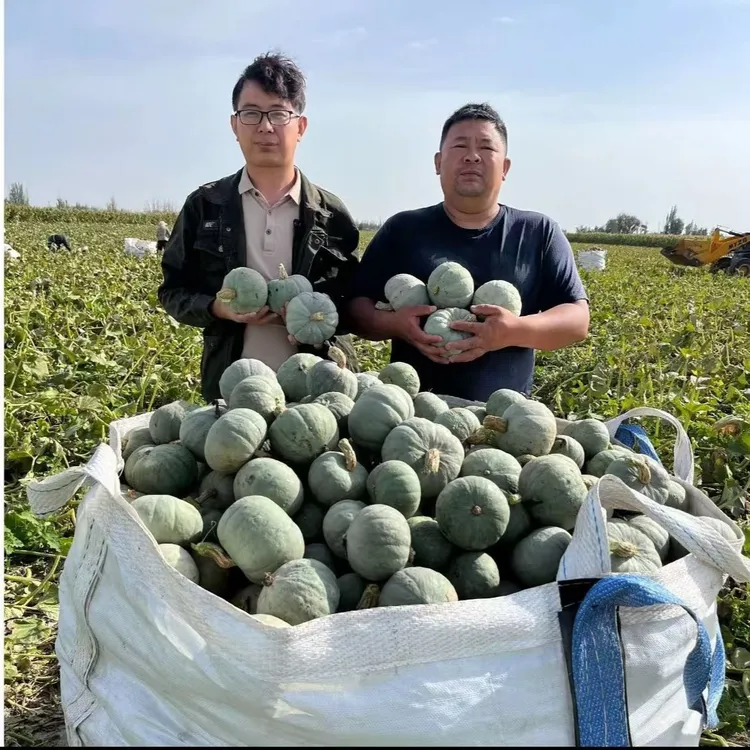 甘肃金昌沙漠种植银贝贝南瓜干粉干面粉糯香甜