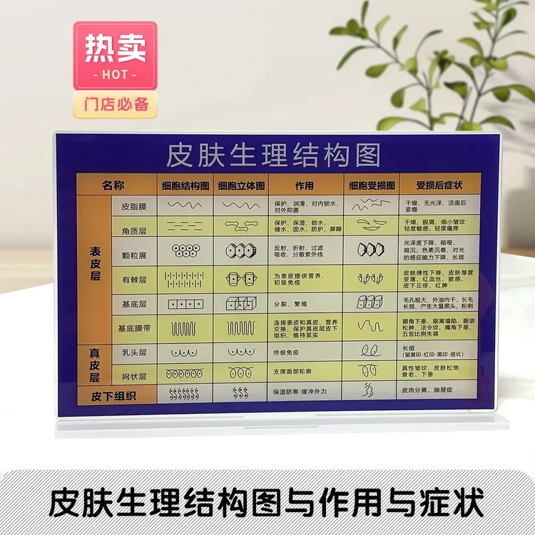 皮肤管理门店装饰立牌皮肤层级与作用对照图亚克力展示立牌广告牌