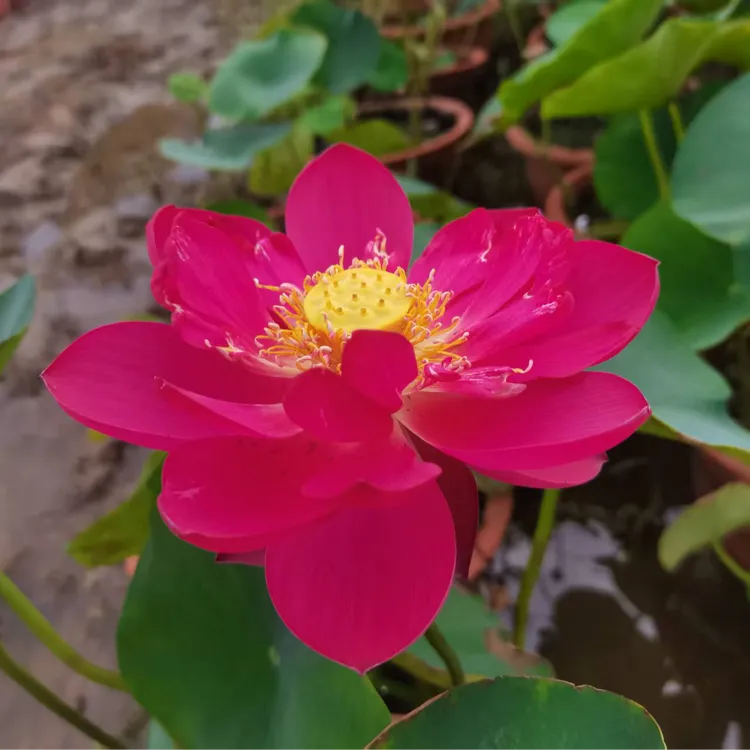 <天中红>观赏荷花 不怕炎热 散发香水味