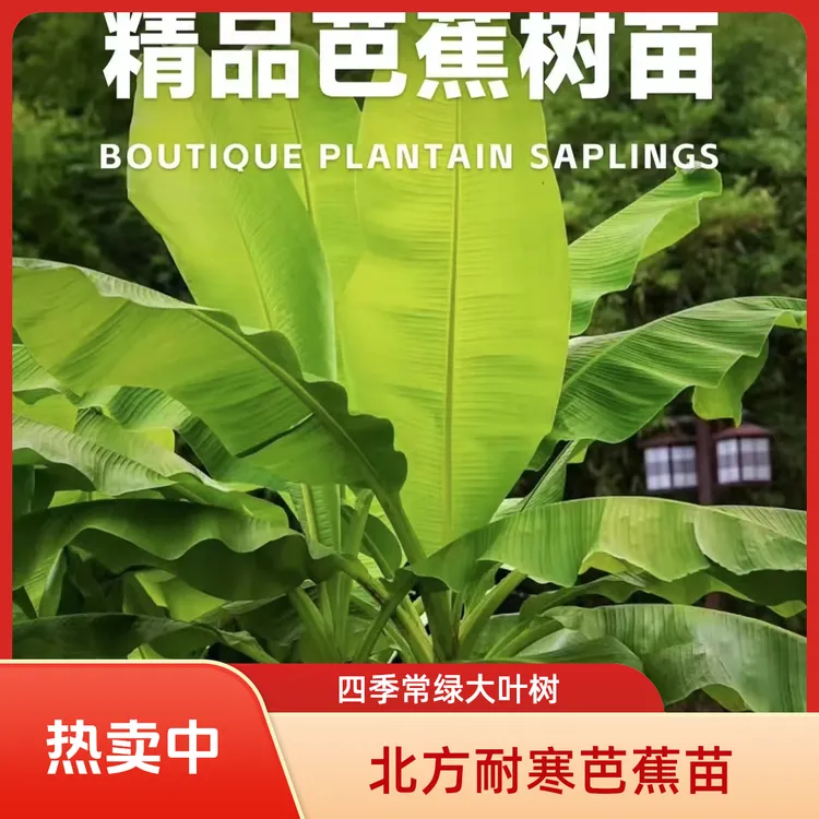 北方耐寒大叶芭蕉树大苗四季常绿大型绿植专属树苗室内外芭蕉树苗