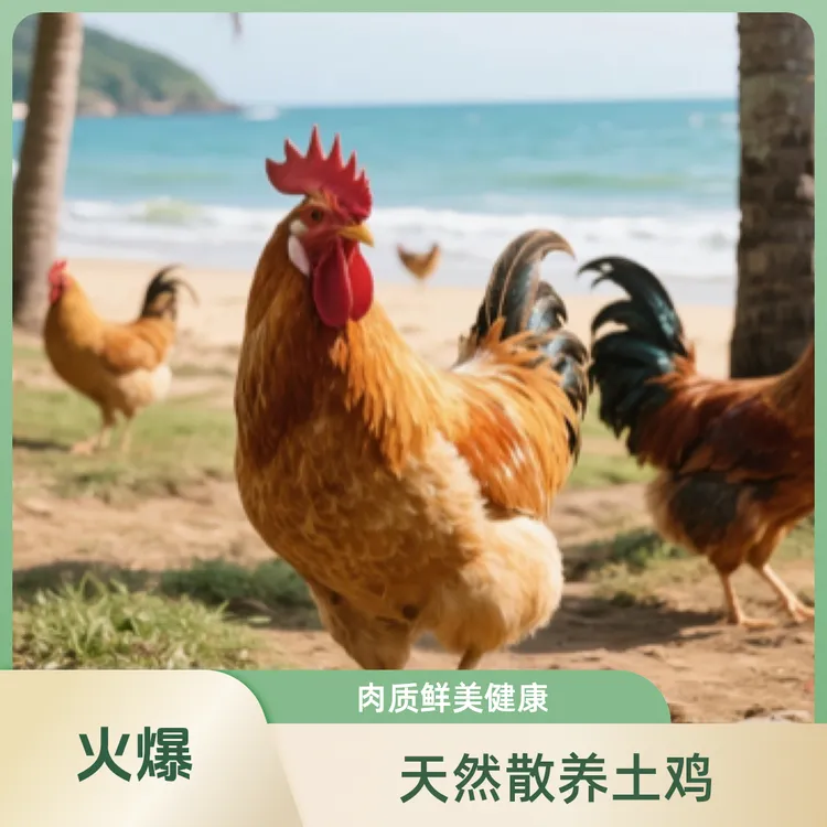 海南文昌鸡新鲜整鸡农家散养非冻品包邮