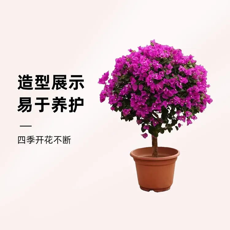 【50cm云南紫】天气热掉花落叶正常介意勿拍三角梅花云南紫安格斯