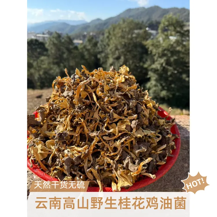 云南高山桂花鸡油干货无熏硫自然风干秋冬暖汤必囤[直播装货]