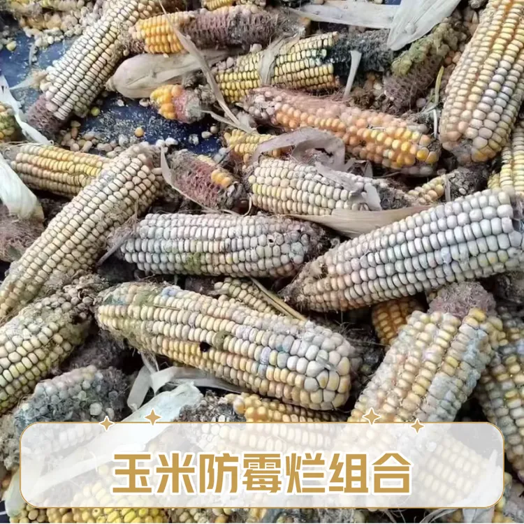 玉米防止霉变腐烂叶面肥解决方案